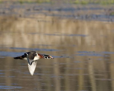 Wood Duck in Flight