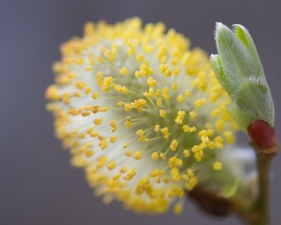 pwbloom 810.jpg