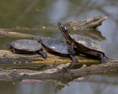 3turtles.jpg