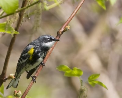Yellow Rumped Warbler.jpg