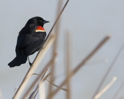 Red Winged Black Bird.jpg