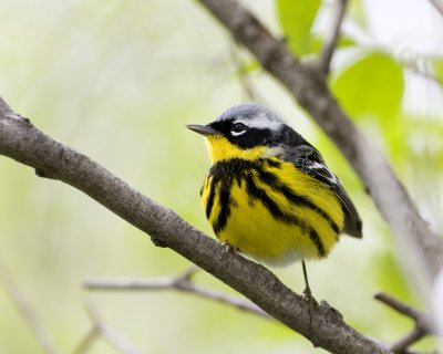 Magnolia Warbler.jpg