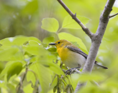 prothonotary warbler.jpg