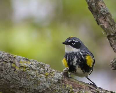 Yellow Rump on Tree.jpg