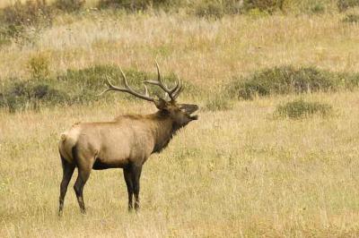g3/77/648677/3/57429986.elkbugle.jpg