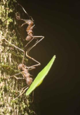 Leaf cutter Ants