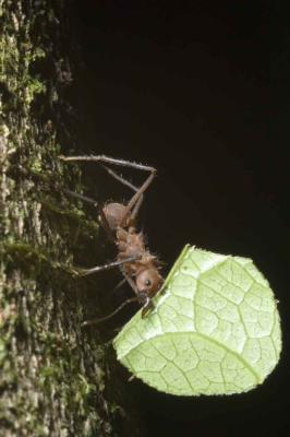 Leaf cutter Ant