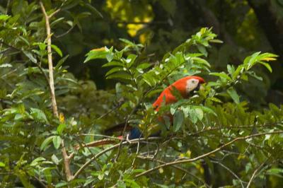 Macaw - Scarlet
