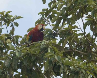 Macaw - Scarlet