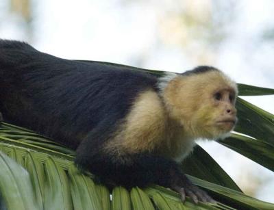 Capuchin Monkey at rest