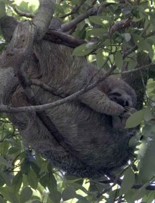 Three Toed Sloth with young