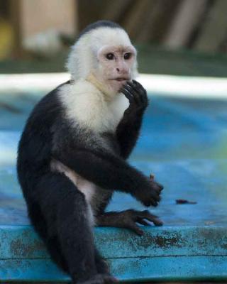 Capuchin Monkey at Rescue Center