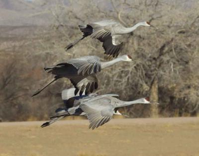 Bosque del Apache