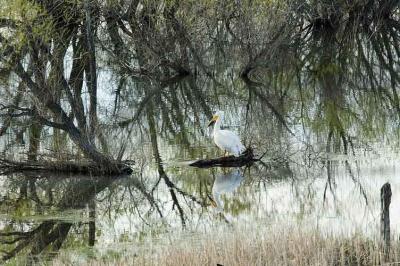 g3/77/648677/3/57544233.WhitePelicanintrees.jpg