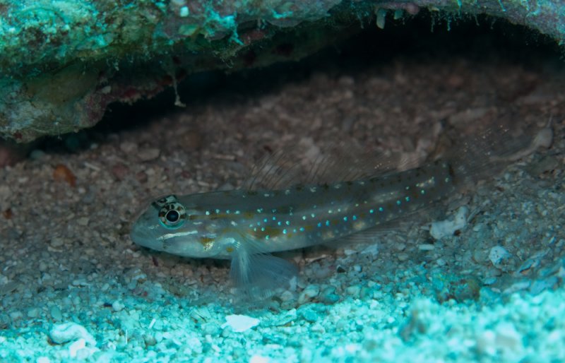 Bridled Goby