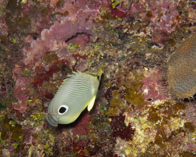 Foureye Butterfly Fish