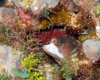 Goldentail Moray Eel