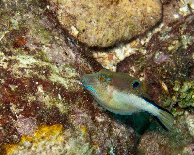 Sharpnose Puffer