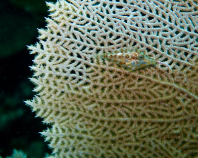 Filefish