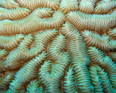 Maze coral
