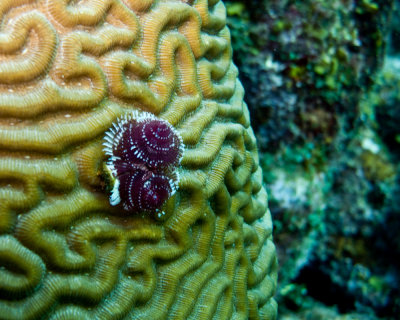 Christmas Tree Worms