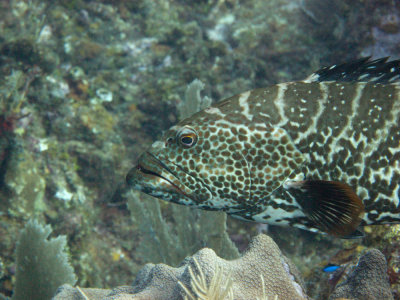 Tiger Grouper