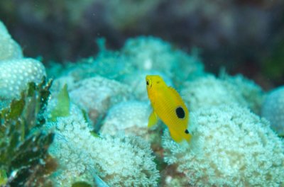 Juvenile Three spot Damselfish