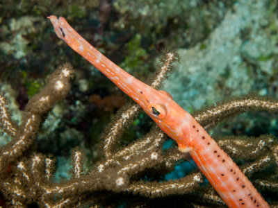 Trumpetfish