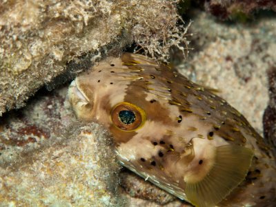 Balloon Fish