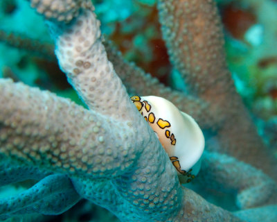 Flamingo Tongue