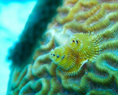 Christmas Tree Worm