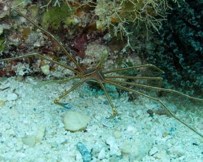 Arrow Crab