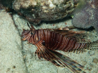 Sleeping Lionfish