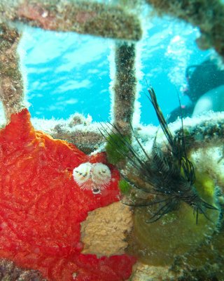 Christmas trees and Lionfish