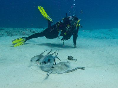 Bob and a Southern Stingray