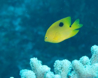 Juvenile 3-spot Damselfish