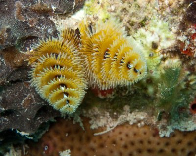 Christmas Tree Worms