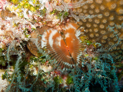 Featherduster Worm