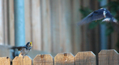 Feeding Baby Barn Swallow #1