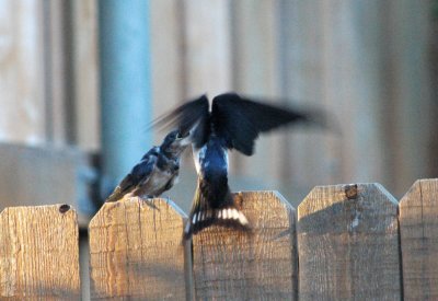 Feeding Baby Barn Swallow #3
