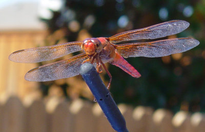 DSC01455_dragonfly.jpg