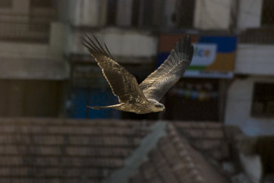 Tawny Eagle in Bangalore