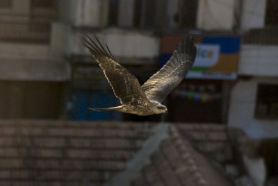g3/77/702377/3/95709671.pcAGVaUK.jpg