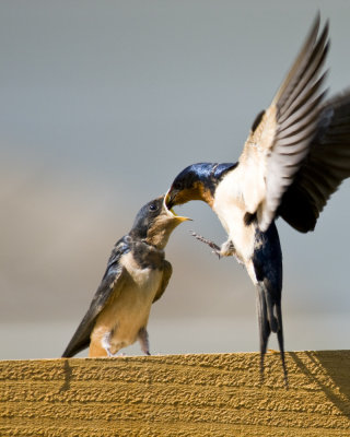 Feeding juvenile barn swallow