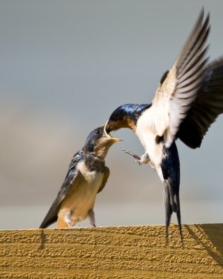 Bird Photos