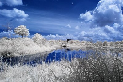 Infrared 011.jpg