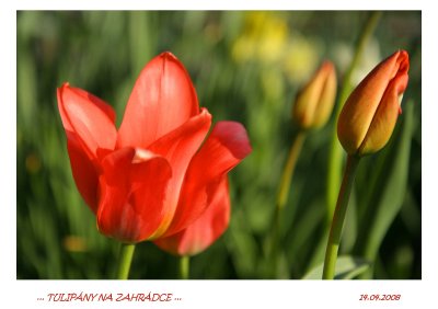 _MG_7861 TULIPNY.jpg