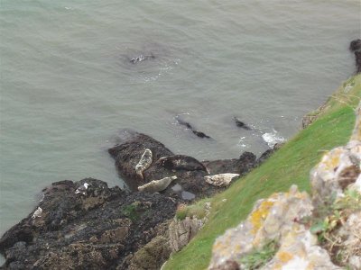 Seals basking