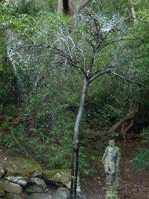 Chatsworth - bronze rain tree