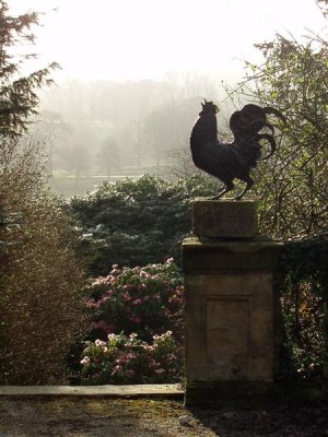 Chatsworth - early morning crow